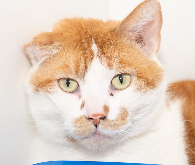 BINKY - Domestic Short Hair cat available for adoption in Calgary