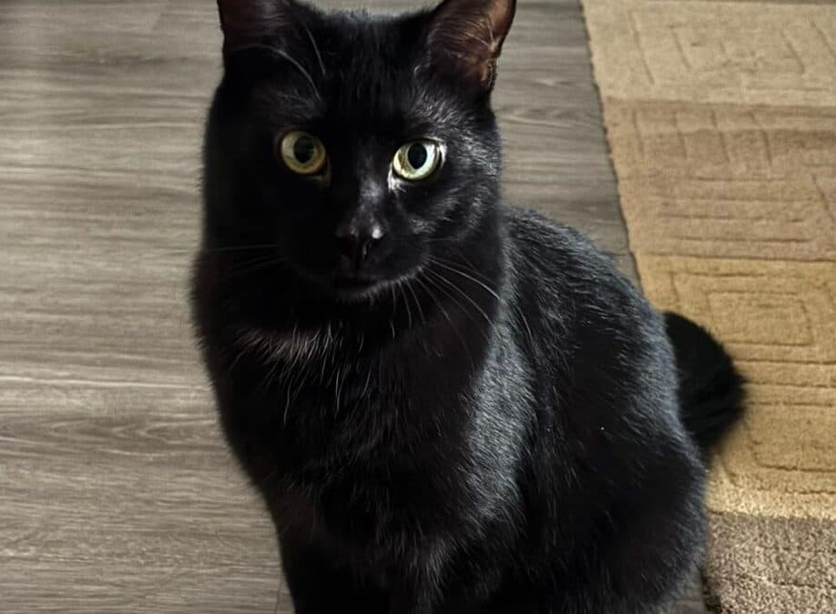 BONNIE - Domestic Short Hair cat available for adoption in Calgary