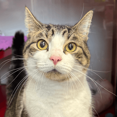 BRAX - Domestic Short Hair cat available for adoption in Calgary