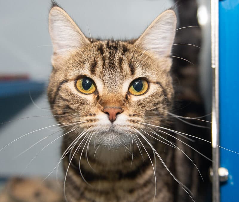 BRELLA - Domestic Short Hair cat available for adoption in Calgary