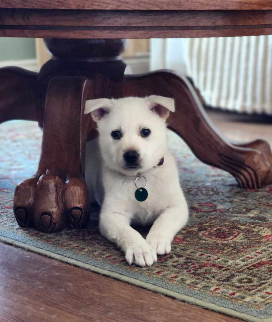 BRITTANNIA - Siberian Husky Mixed available for adoption at AARCS in Calgary