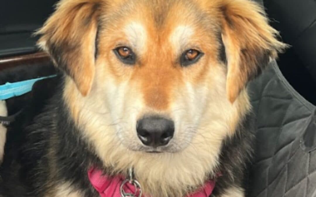 CHIP - Border Collie Mixed available for adoption at AARCS in Calgary