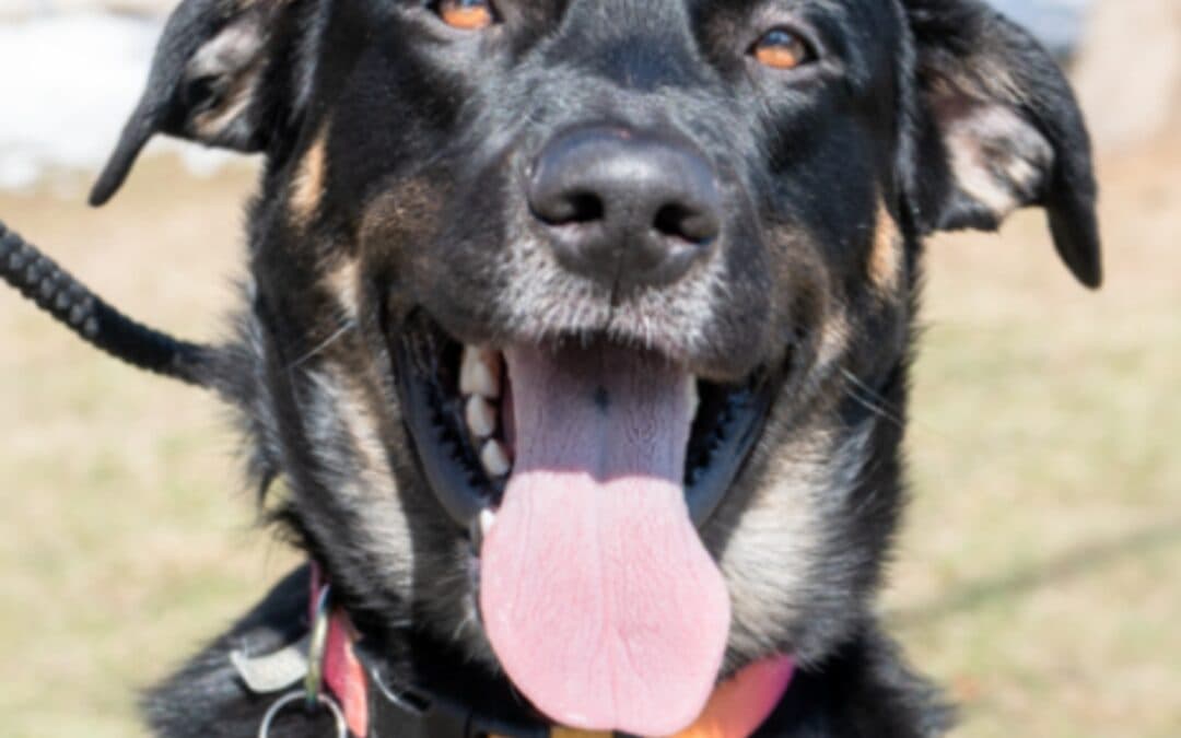 CHUCK - German Shepherd Mixed available for adoption at AARCS in Calgary