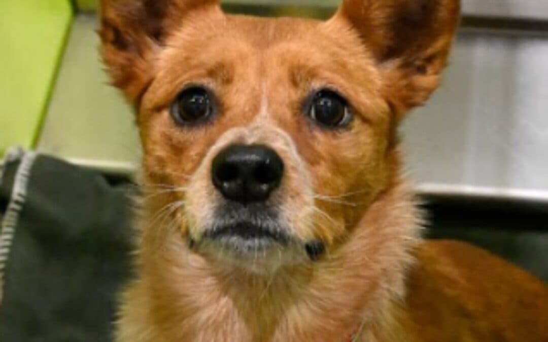 COCO - Australian Cattle Dog Mixed available for adoption at AARCS in Calgary