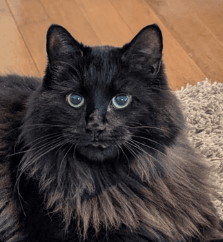 COZETTE - Domestic Long Hair cat available for adoption in Calgary