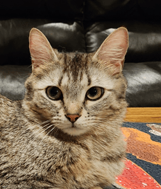 DAFFODIL - Domestic Short Hair cat available for adoption at AARCS in Calgary