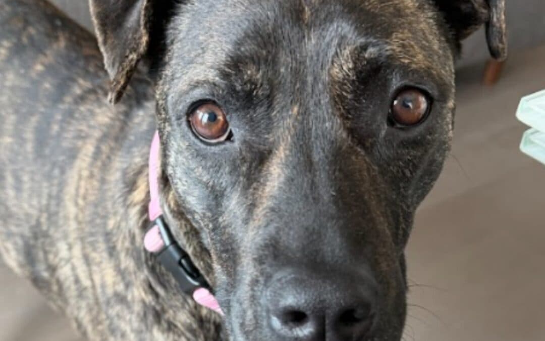 DOMINIQUE - Terrier, American Pit Bull Mixed available for adoption at AARCS in Calgary