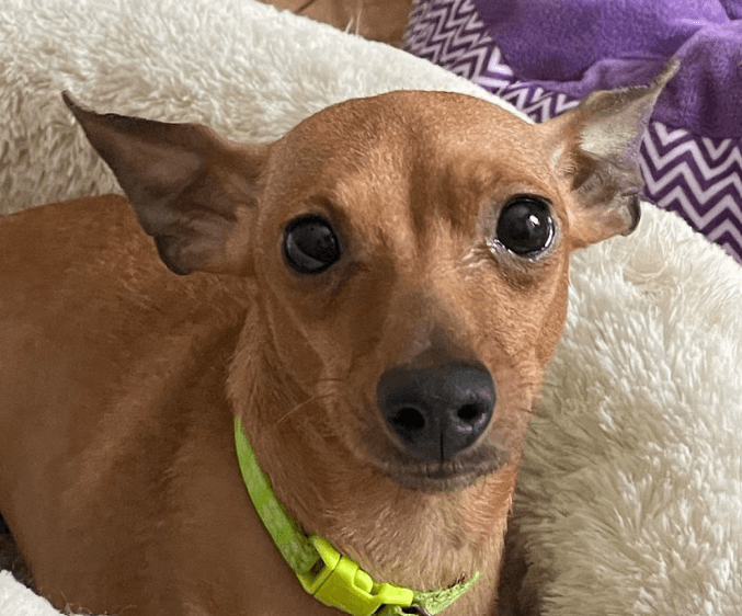 EUGENIE - Miniature Pinscher Mix available for adoption at AARCS in Calgary