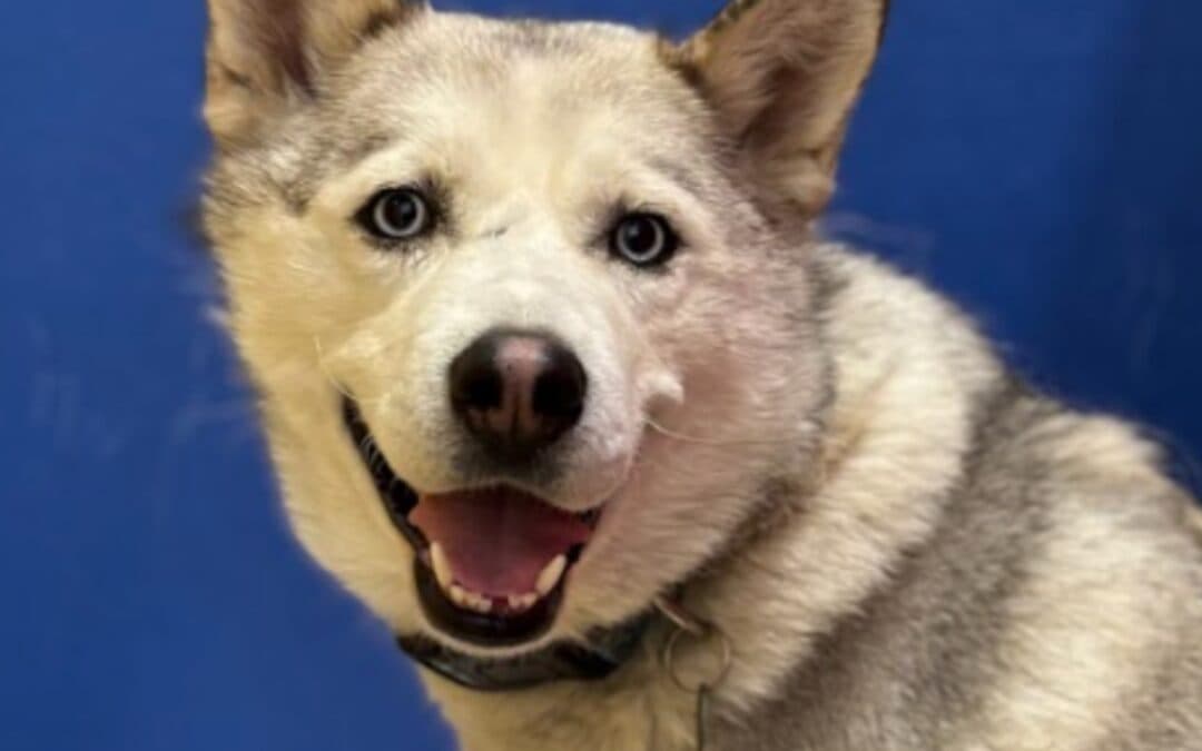 FERN - Siberian Husky Mixed available for adoption at AARCS in Calgary