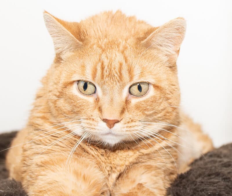 FRANCINE - Domestic Short Hair cat available for adoption at AARCS in Calgary