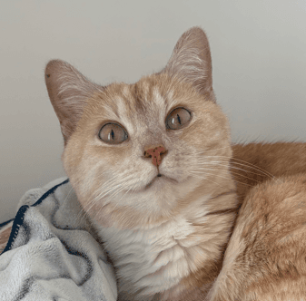 GERBERA - Domestic Short Hair cat available for adoption at AARCS in Calgary