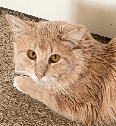 GOOSE - Domestic Long Hair cat available for adoption in Calgary