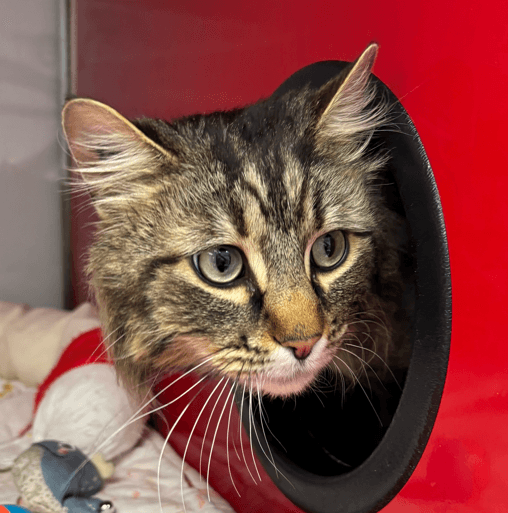 GUPPY - Domestic Long Hair cat available for adoption in Calgary