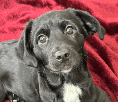 HADES - Labrador Retriever Mixed available for adoption at AARCS in Calgary