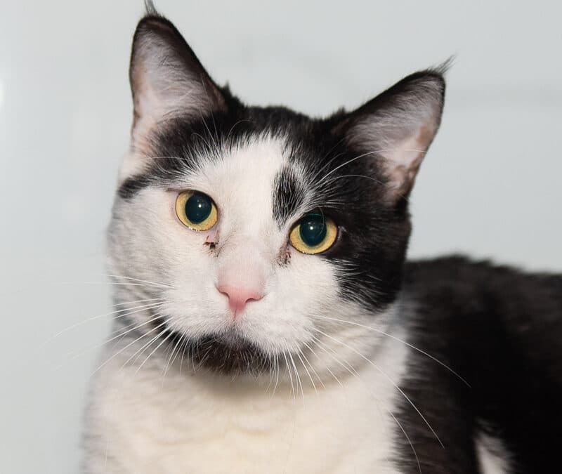 HANK - Domestic Short Hair cat available for adoption at AARCS in Calgary