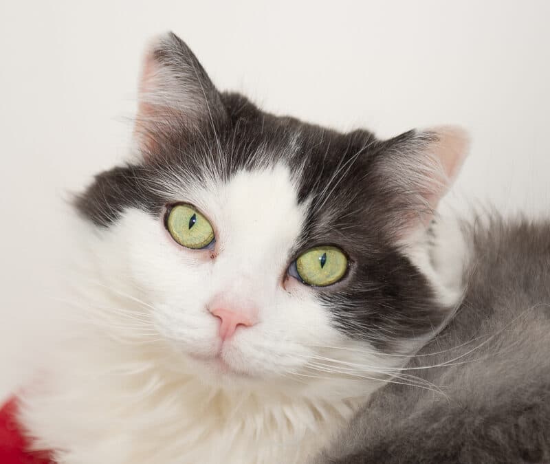 HELEN - Domestic Long Hair cat available for adoption in Calgary