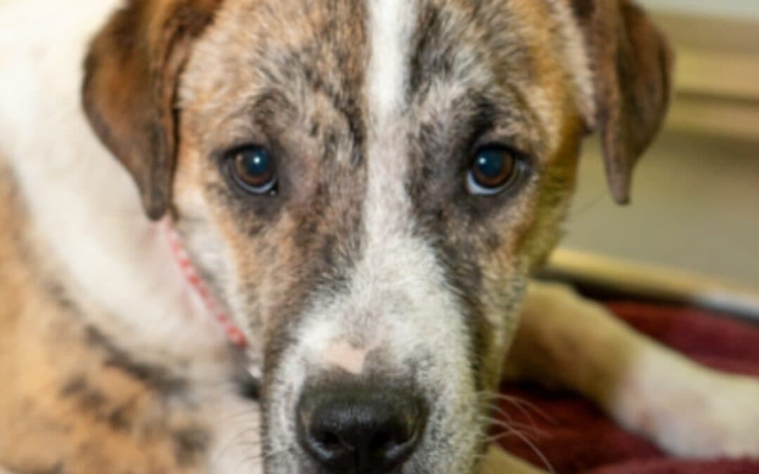 HONDA - Australian Cattle Dog Mixed available for adoption at AARCS in Calgary