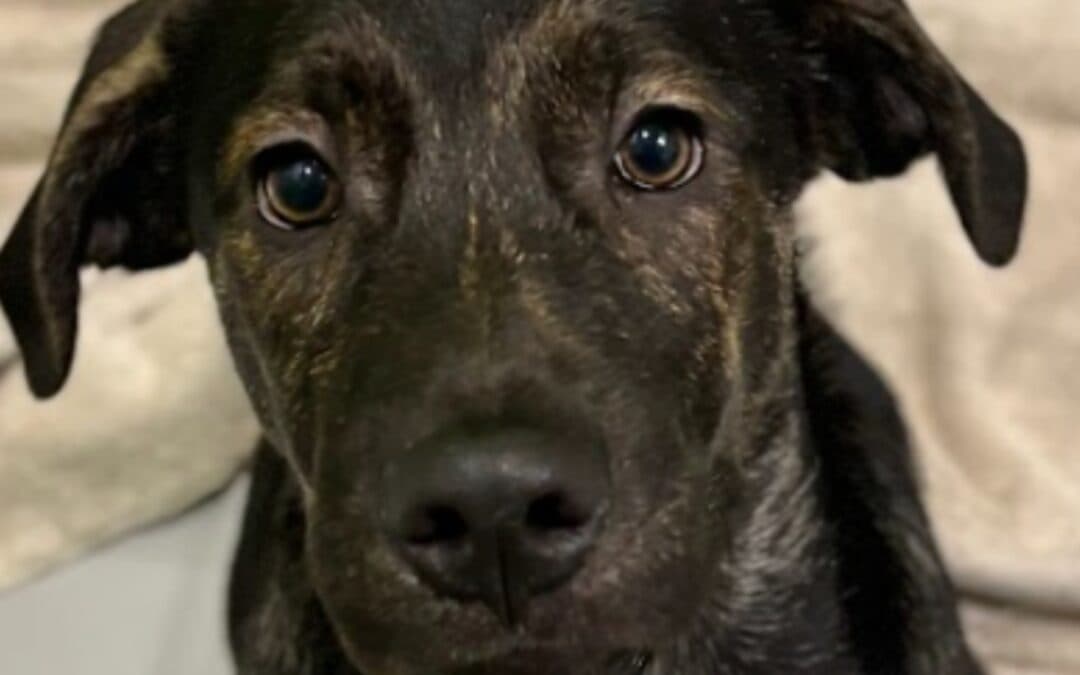JEFFREY - German Shepherd Mixed available for adoption at AARCS in Calgary