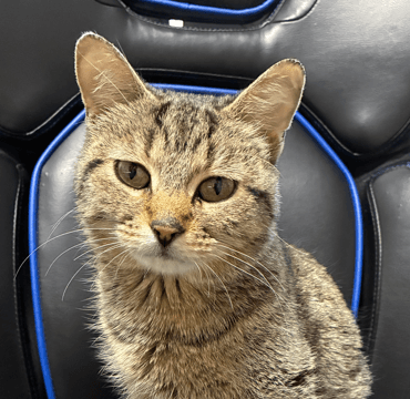 JEN - Domestic Short Hair cat available for adoption at AARCS in Calgary