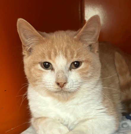 JEROD - Domestic Short Hair cat available for adoption in Calgary