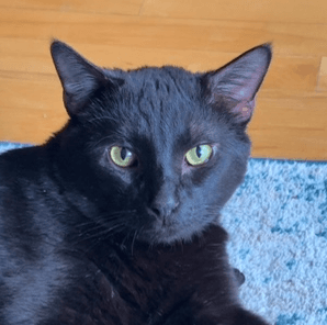 JERRY - Domestic Short Hair cat available for adoption at AARCS in Calgary