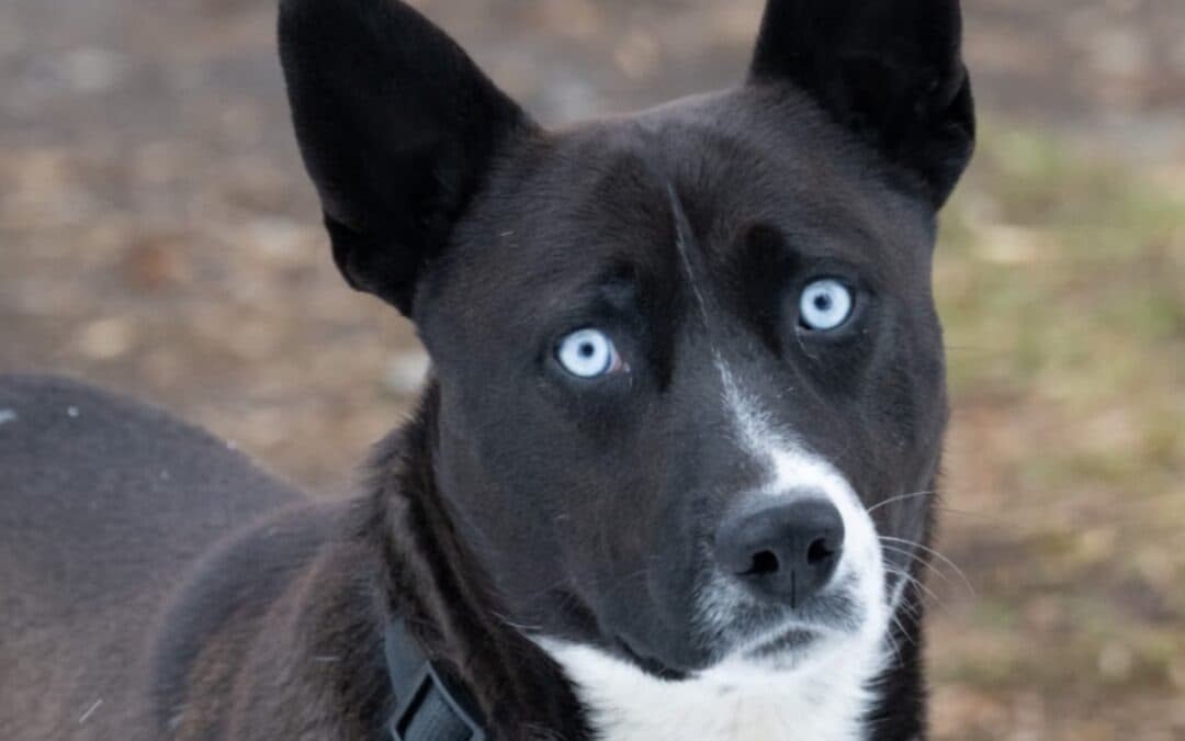 JONAS - Border Collie Mixed available for adoption at AARCS in Calgary