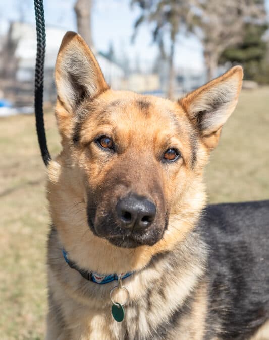 KARL - German Shepherd Mixed available for adoption at AARCS in Calgary