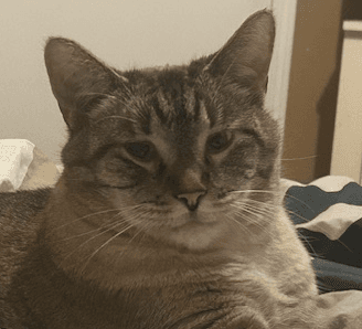 KEEKO - Siamese cat available for adoption in Calgary