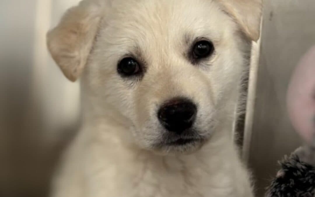 KILLARNEY - Siberian Husky Mixed available for adoption at AARCS in Calgary