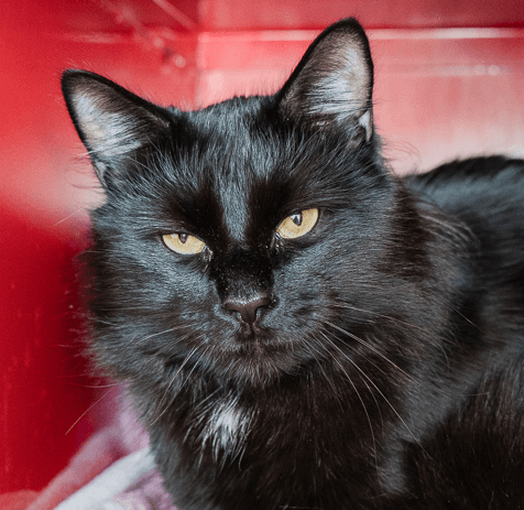 KODAK - Domestic Long Hair cat available for adoption in Calgary