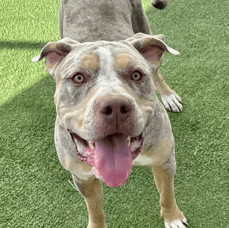 KONA - Terrier, American Pit Bull Mixed available for adoption at AARCS in Calgary