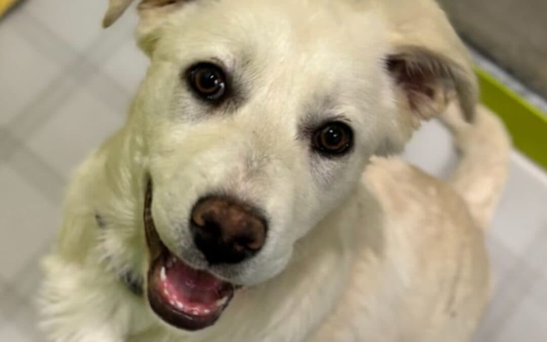 LAINEY - Siberian Husky Mixed available for adoption at AARCS in Calgary