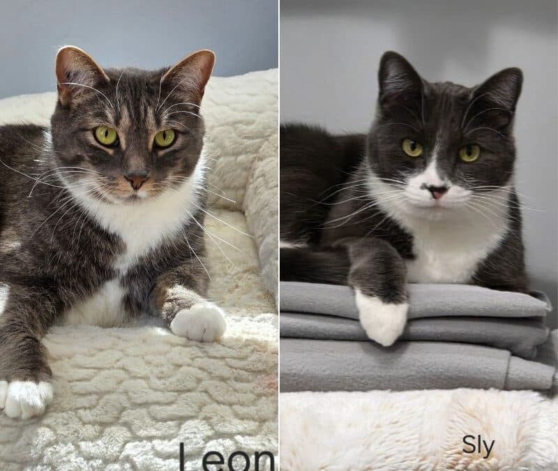 LEON - Domestic Short Hair cat available for adoption at AARCS in Calgary