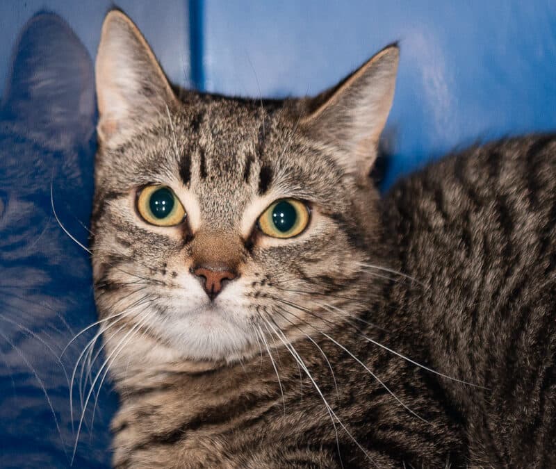 LIAM - Domestic Short Hair cat available for adoption in Calgary