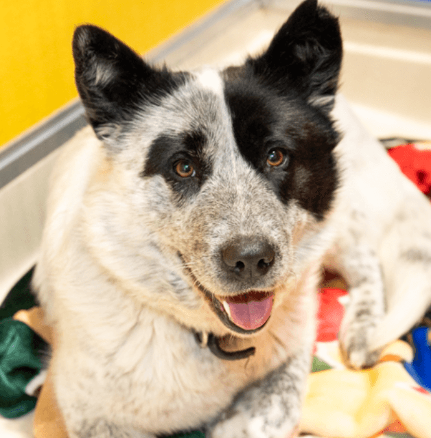 LEIZL - American Blue Heeler Mixed available for adoption at AARCS in Calgary