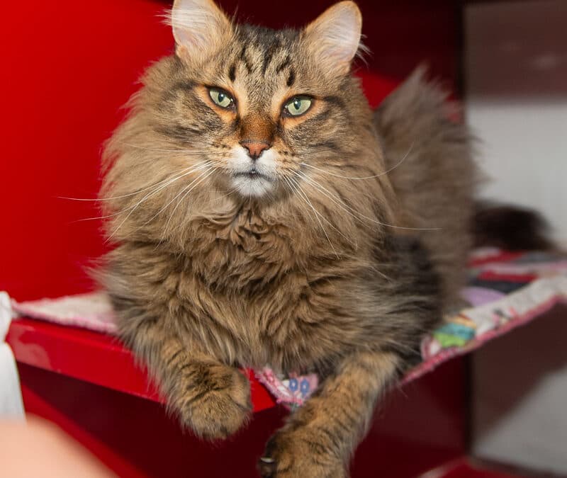 LUI - Domestic Long Hair cat available for adoption at AARCS in Calgary