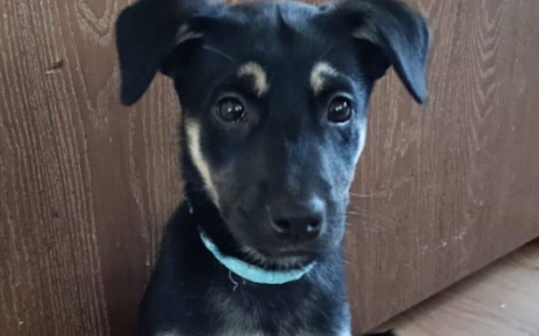LUPI - Shepherd Mixed available for adoption at AARCS in Calgary