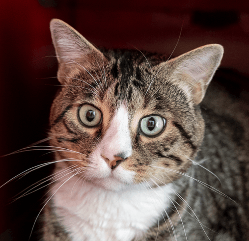 MACKEREL - Domestic Short Hair cat available for adoption at AARCS in Calgary