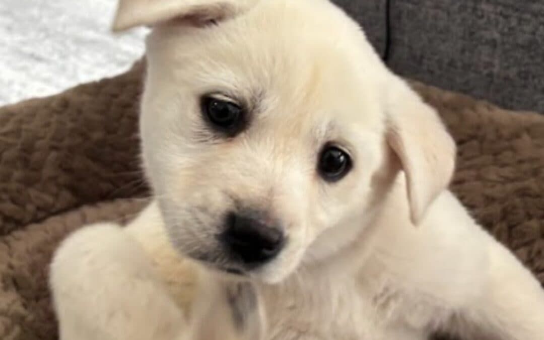 MAHOGANY - Siberian Husky Mixed available for adoption at AARCS in Calgary