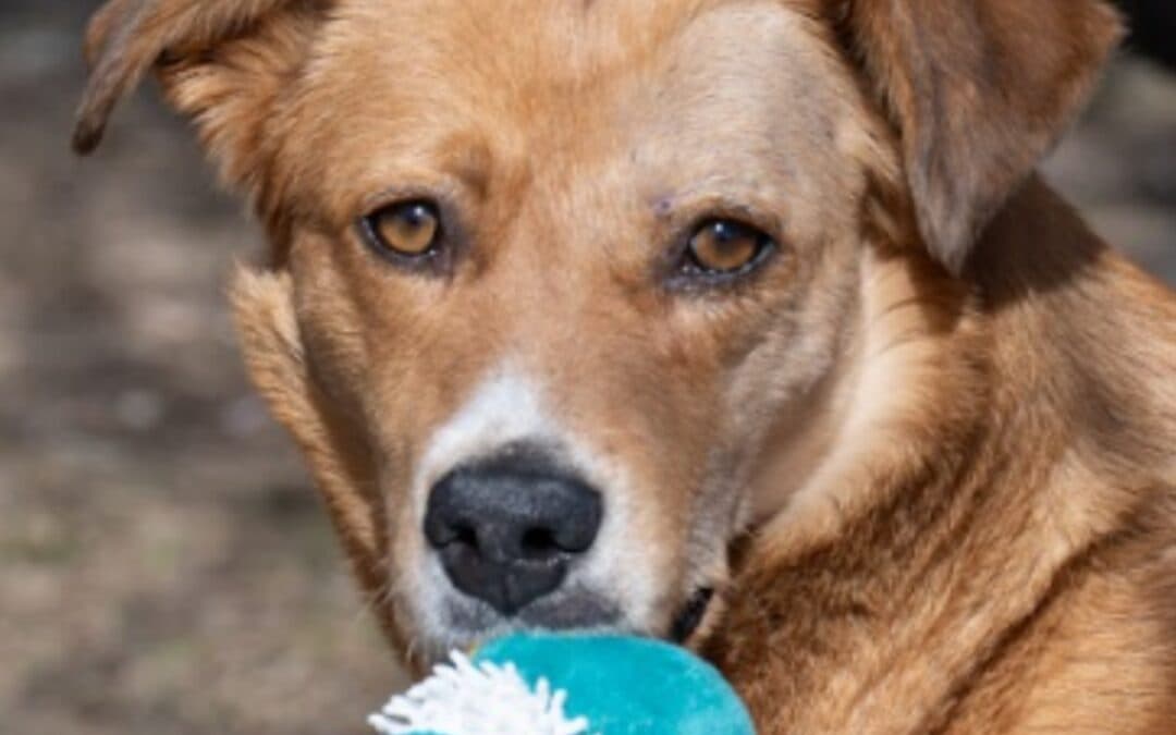 MARINARA - Labrador Retriever Mixed available for adoption at AARCS in Calgary