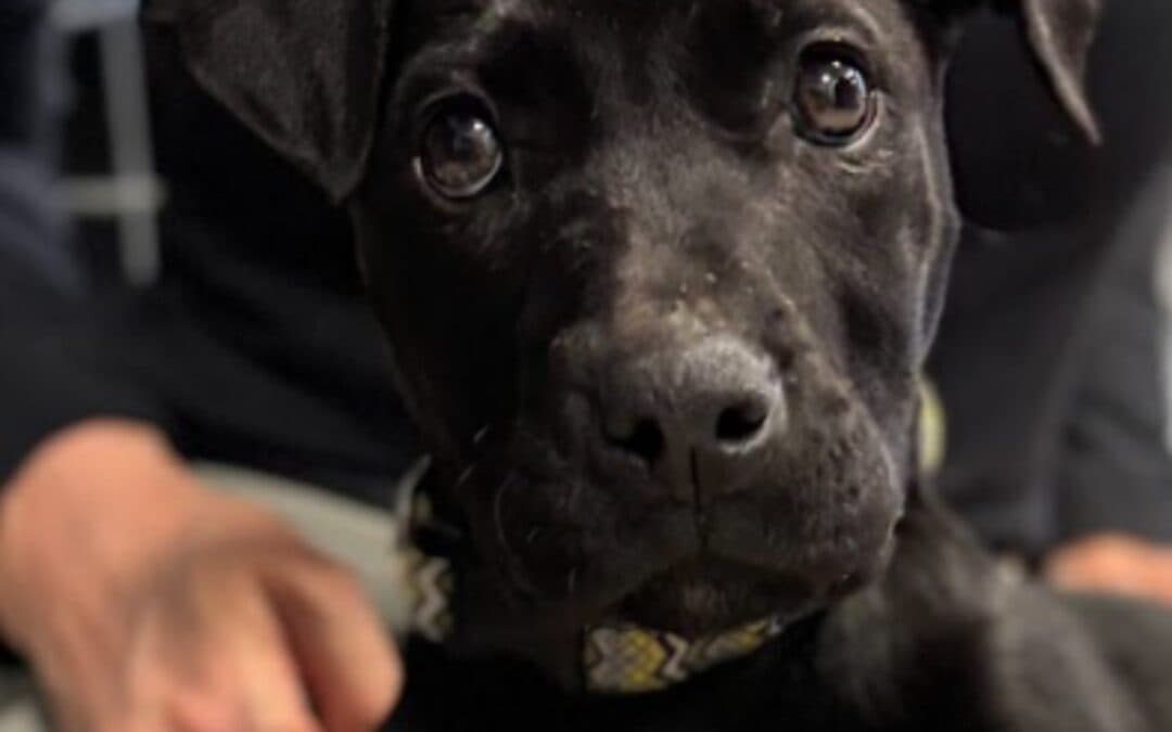 Mary Kate - Labrador Retriever Mixed available for adoption at AARCS in Calgary