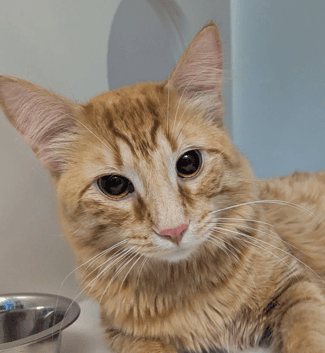 MODEM - Domestic Medium Hair cat available for adoption at AARCS in Calgary