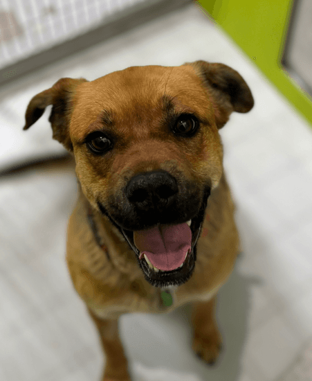 NAVY - Mastiff Mixed available for adoption at AARCS in Calgary