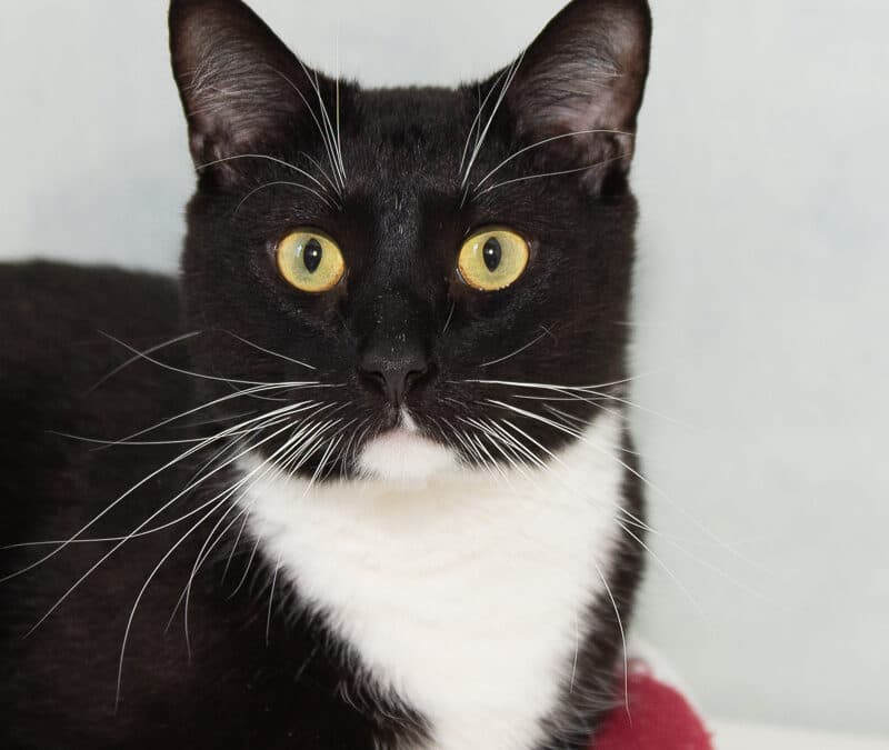 NERO - Domestic Short Hair cat available for adoption at AARCS in Calgary
