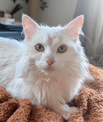 NOAH - Domestic Medium Hair cat available for adoption at AARCS in Calgary