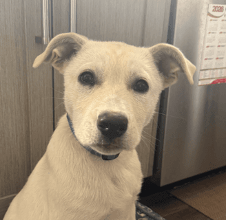 OASIS - Shepherd mixed available for adoption at AARCS in Calgary