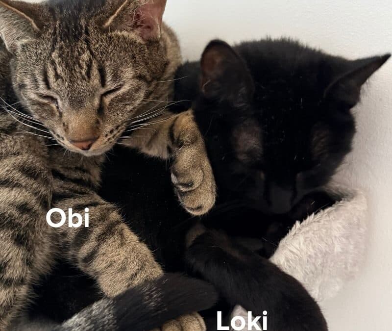 OBI - Domestic Short Hair cat available for adoption at AARCS in Calgary