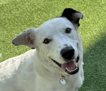 PADME - Border Collie Mixed available for adoption at AARCS in Calgary