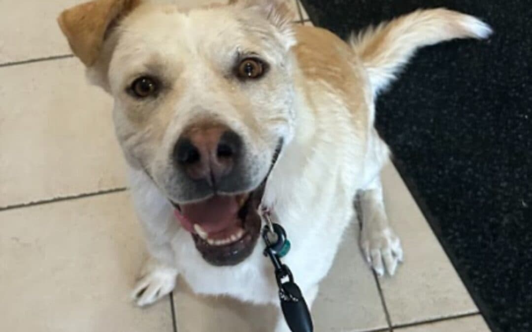 PARMESAN - Labrador Retriever Mixed available for adoption at AARCS in Calgary