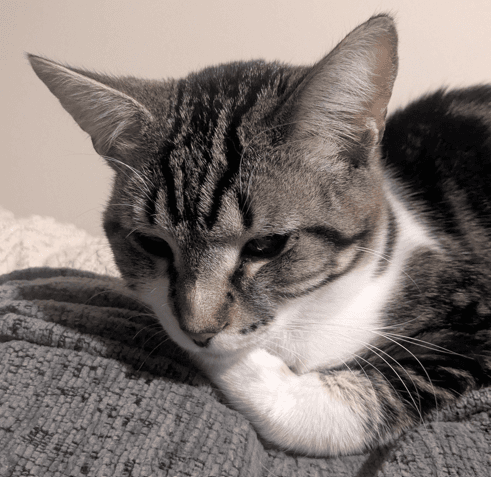 PASSIONFLOWER - Domestic Short Hair cat available for adoption at AARCS in Calgary